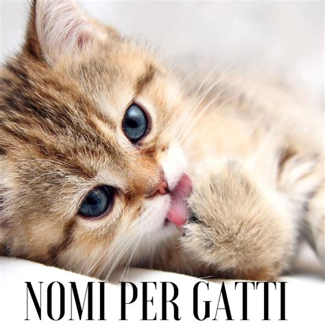 nome di gatti maschi|nomi animati per gatti.